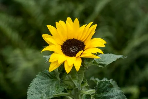 Sunflower Stock Photos