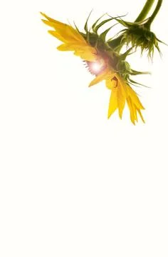 Sunflower. Stock Photos