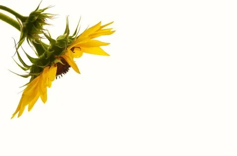 Sunflower. Stock Photos