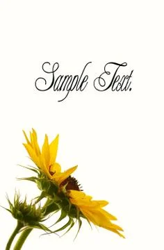 Sunflower. Stock-Fotos