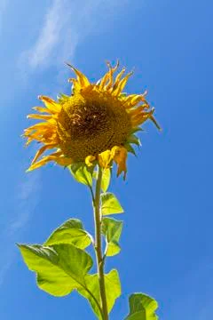Sunflower Stock Photos
