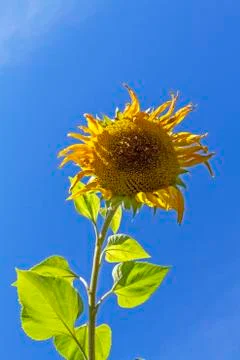 Sunflower Stock Photos