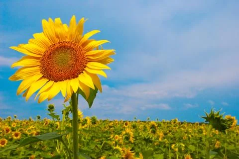 Sunflower Stock Photos