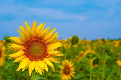 Sunflower Stock Photos