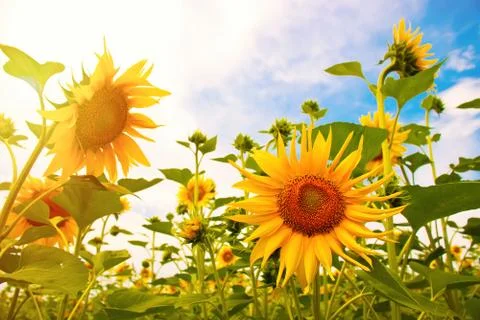 Sunflower Stock Photos