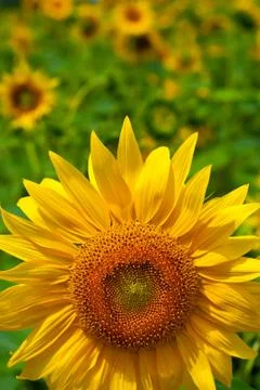 Sunflower Stock Photos