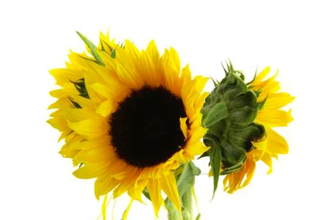 Sunflower Stock Photos
