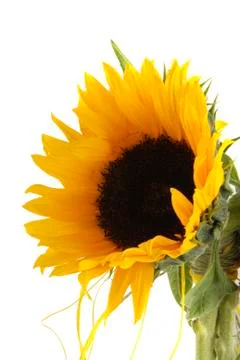 Sunflower Foto stock