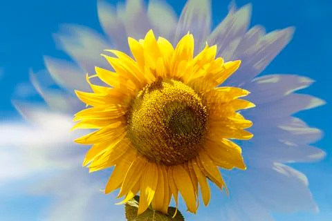 The sunflower Stock Photos