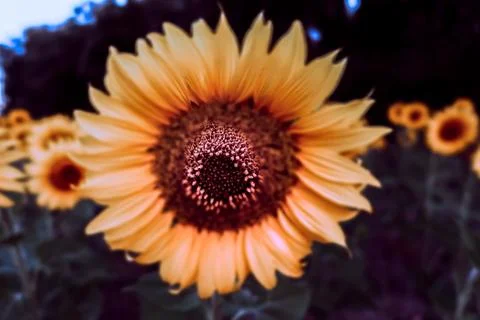 Sunflower. 스톡 사진