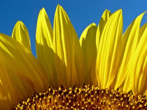 Sunflower Stock Photos