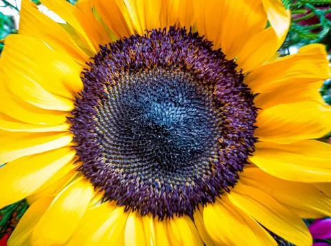 Sunflower Stock Photos