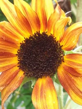 SUNFLOWER 写真素材