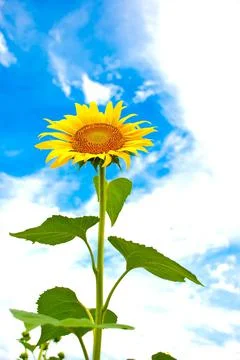 Sunflower Stock Photos
