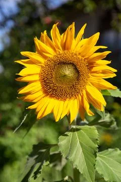 Sunflower Stock Photos