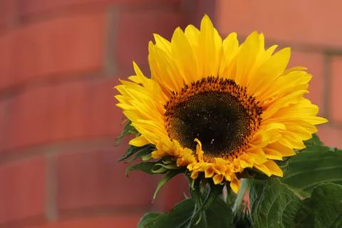 Sunflower Stock Photos