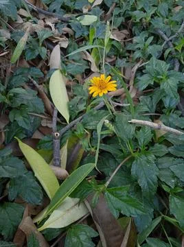 Sunflower Foto stock