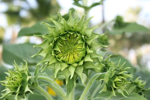 Sunflower Stock Photos