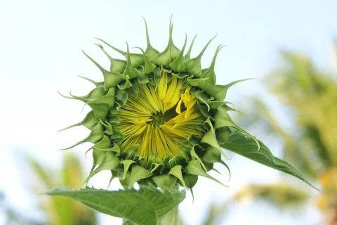 Sunflower Stock Photos