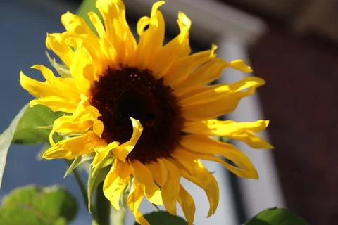 Sunflower Stock Photos