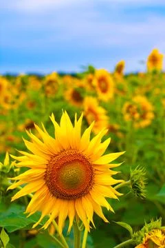 Sunflower Stock Photos
