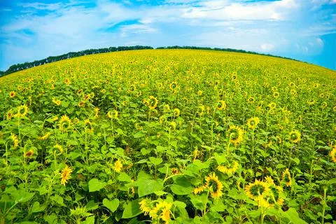 Sunflower Stock Photos