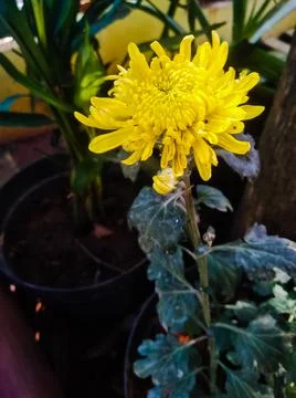 Sunflower Stock Photos