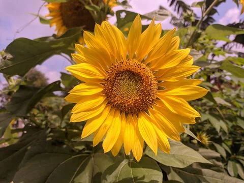 Sunflower Stock Photos
