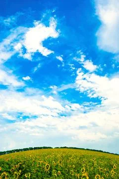 Sunflower Stock Photos