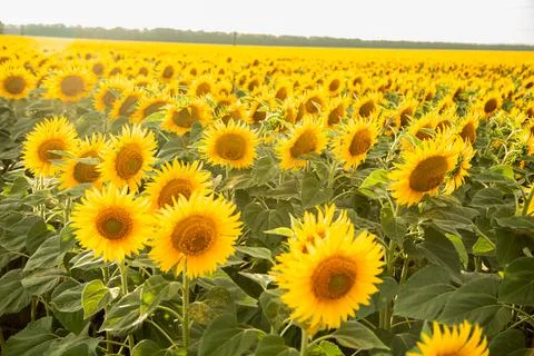 Sunflower Stock Photos