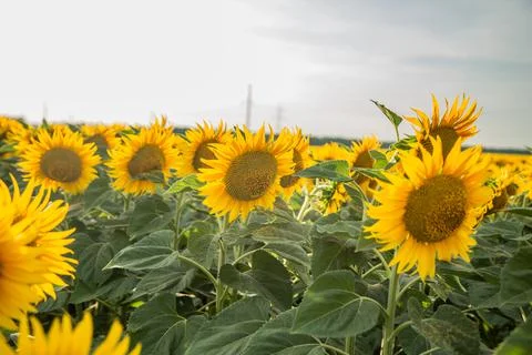 Sunflower Stock Photos