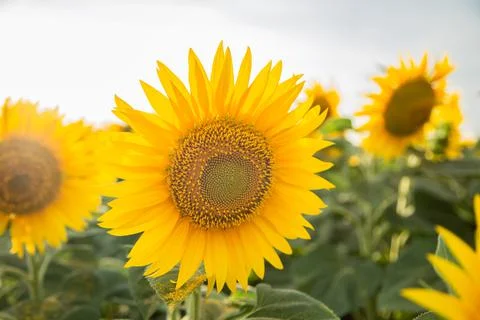 Sunflower Stock Photos