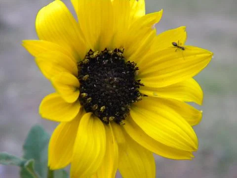 SunfloWer Stock Photos
