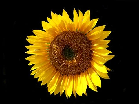 Sunflower Stock Photos