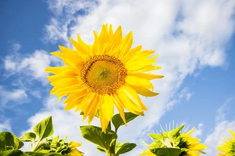 Sunflower Stock Photos