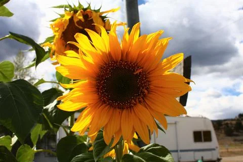Sunflower Stock Photos