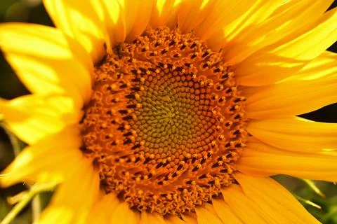 Sunflower Stock Photos