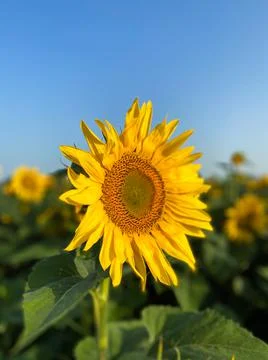 Sunflower Foto stock