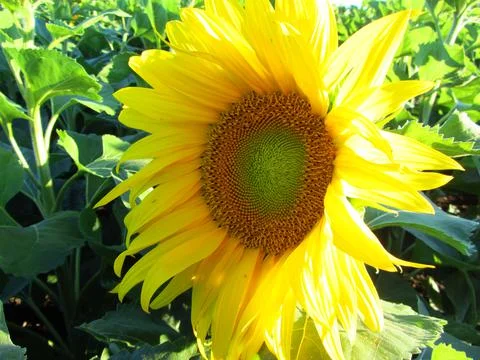 Sunflower Foto stock