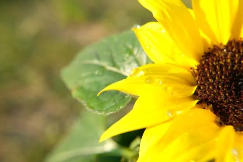 Sunflower Stock-Fotos