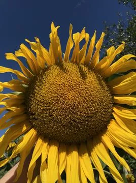 Sunflower Stock Photos