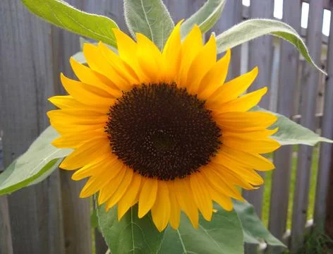 Sunflower 写真素材