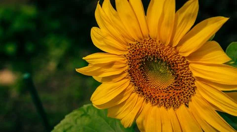 Sunflower Foto stock