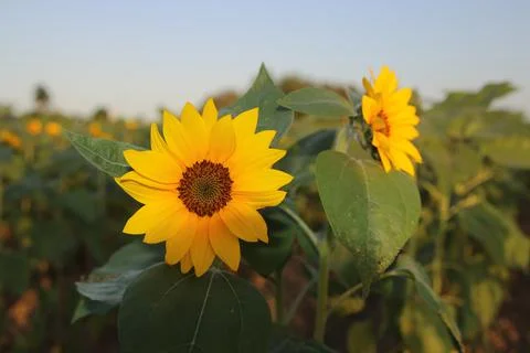 Sunflower Stock Photos