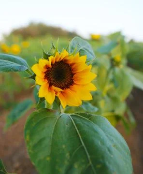 Sunflower Stock Photos