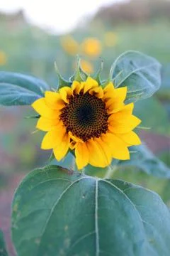 Sunflower Stock Photos