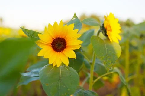Sunflower Stock Photos