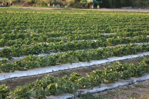 Sunflower Stock Photos