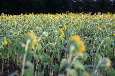 Sunflower Stock Photos