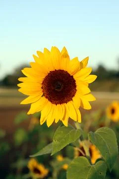 Sunflower Stock Photos